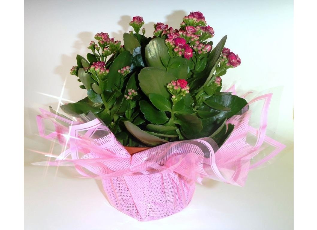 Do dekoracji kwiatów 62