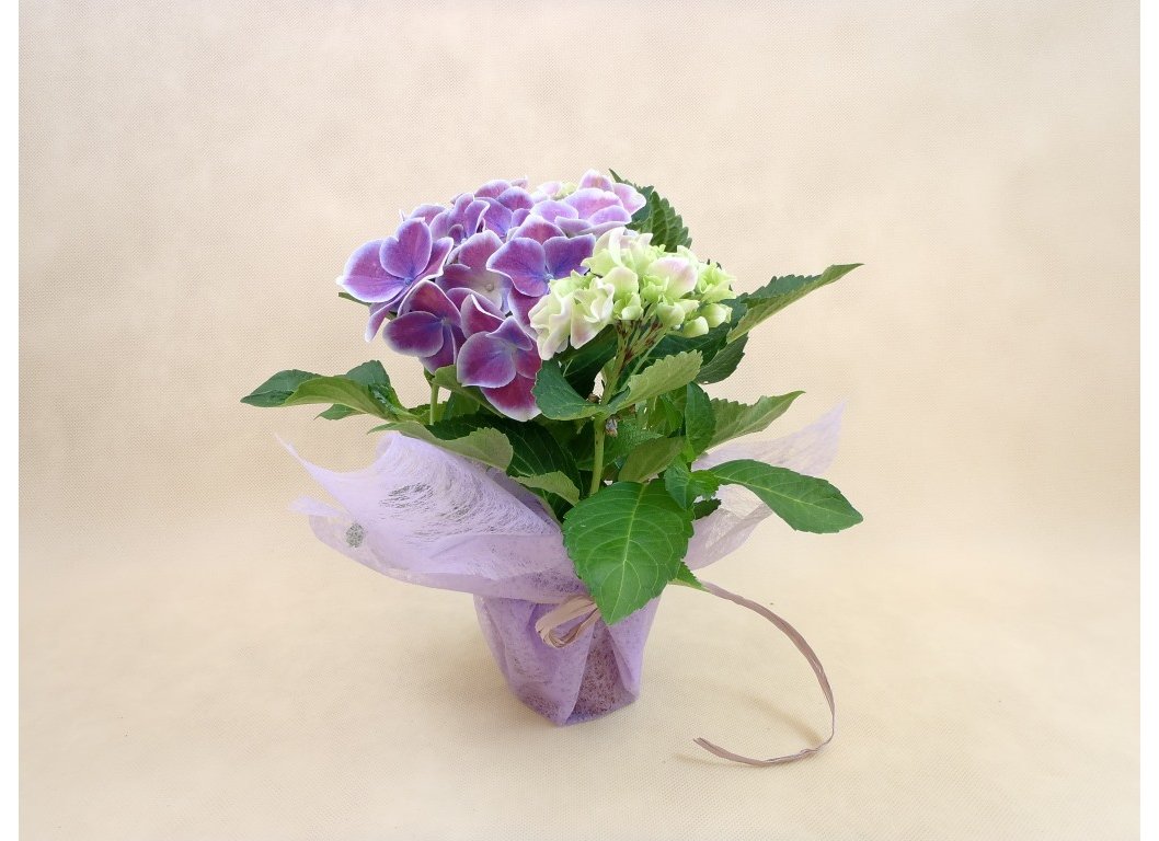 Do dekoracji kwiatów 52